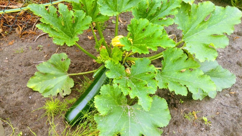 Growing Food in the Middle of the City - Poland 5